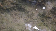 Pseudoxiphophorus bimaculatus