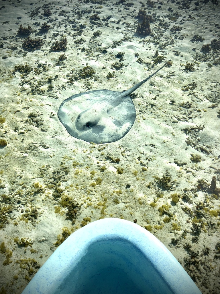 Whiptail Stingrays