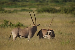 Oryx beisa beisa
