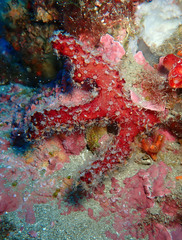 Alcyonium acaule
