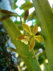 Encyclia patens