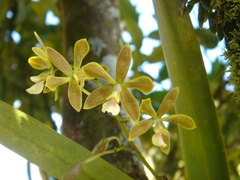 Encyclia patens
