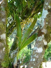 Encyclia patens