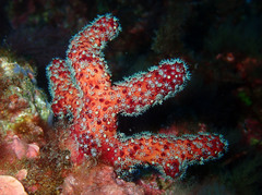 Alcyonium acaule
