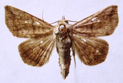 Lesmone cinerea