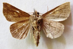 Lesmone cinerea