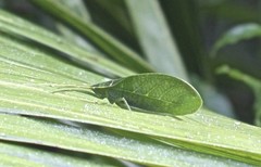 Chloracantha hilleri