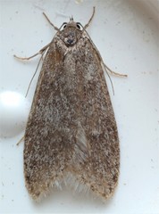 Semioscopis inornata