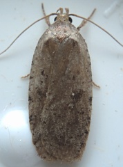 Agonopterix clemensella