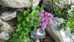 Adenostyles leucophylla