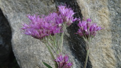 Adenostyles leucophylla