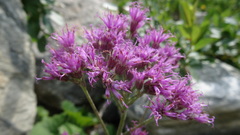 Adenostyles leucophylla