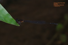 Prodasineura verticalis