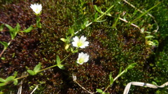Dichodon cerastoides