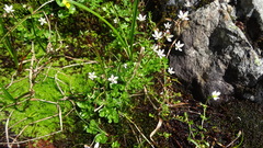 Dichodon cerastoides