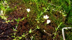 Dichodon cerastoides