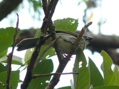 Saltator striatipectus
