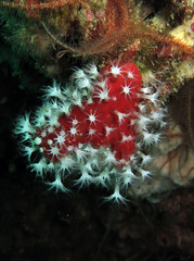Alcyonium