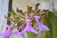Encyclia cordigera