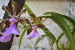 Encyclia cordigera