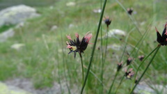 Juncus jacquinii