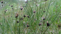 Juncus jacquinii