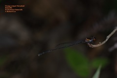 Prodasineura verticalis