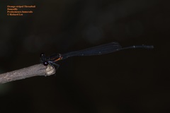 Prodasineura verticalis