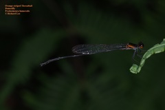 Prodasineura verticalis