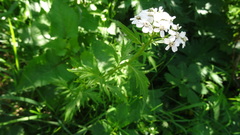 Achillea macrophylla