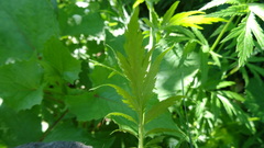 Achillea macrophylla