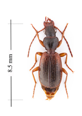 Cymindis neglecta