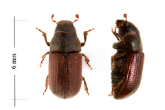 Dendroctonus rufipennis