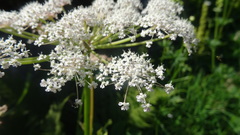 Peucedanum ostruthium