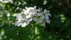 Achillea macrophylla