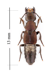 Platydracus violaceus