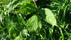 Peucedanum ostruthium