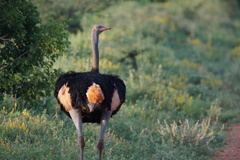 Struthio molybdophanes