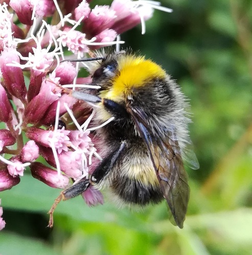 White-tailed Bumble Bee