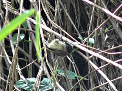 Picumnus olivaceus