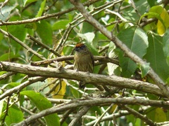 Picumnus olivaceus