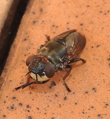 Duomyia