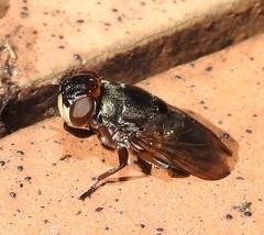 Duomyia