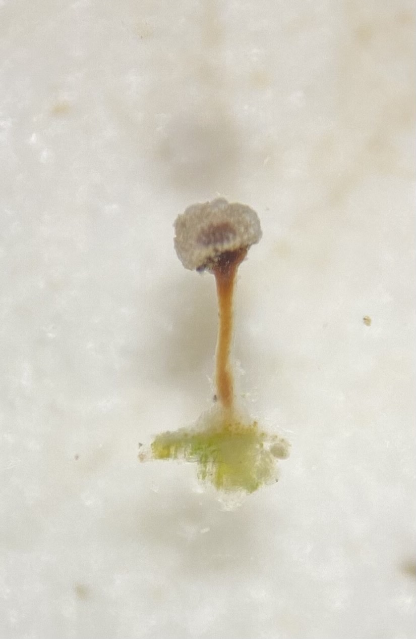 Frosted Glass-whiskers Lichen (Sclerophora peronella) · iNaturalist