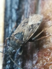 Peritrechus geniculatus