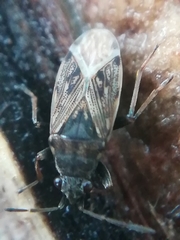 Peritrechus geniculatus