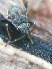 Peritrechus geniculatus
