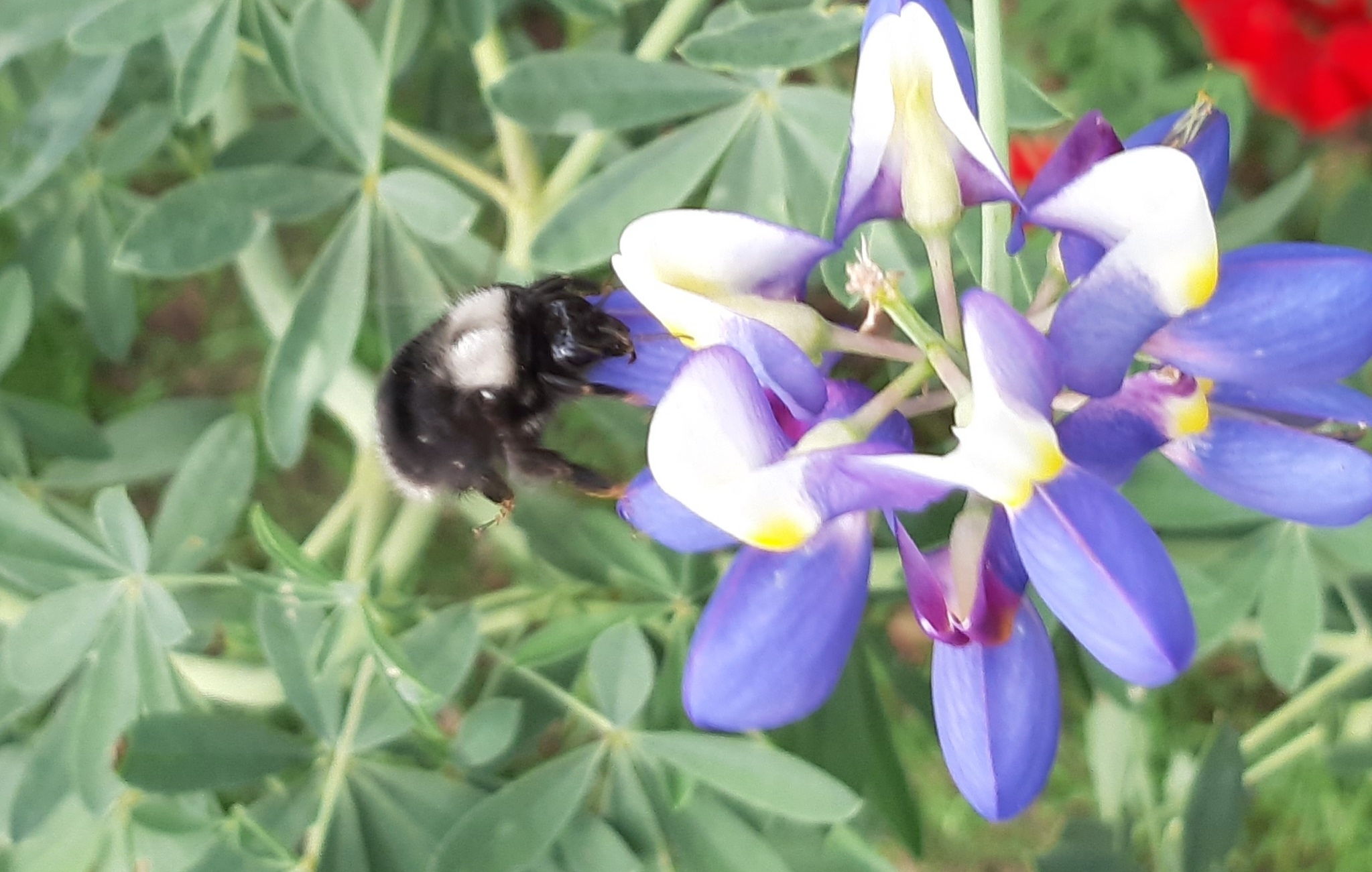 Bombus funebris image
