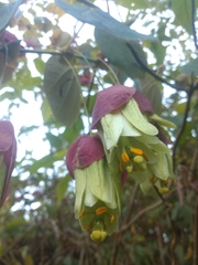 Passiflora membranacea