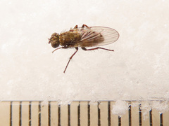 Lispocephala alma